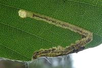 Stigmella hemargyrella
