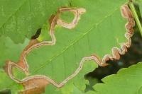 Lyonetia clerkella