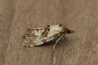 Neocochylis molliculana