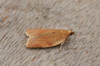Clepsis consimilana