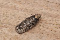 Depressaria radiosquamella