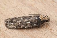Depressaria radiosquamella