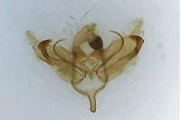 Depressaria radiosquamella