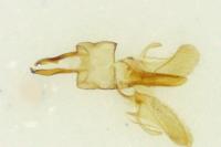 Alloclita recisella