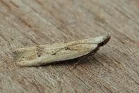 Mesophleps corsicella