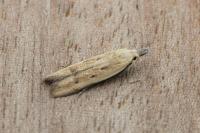 Mesophleps corsicella