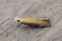 Monochroa cytisella