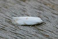 Opostegoides menthinella