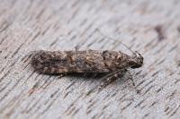 Teleiopsis diffinis