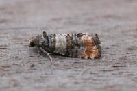 Piniphila bifasciana