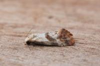 Cochylis epilinana