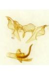 Cochylis epilinana