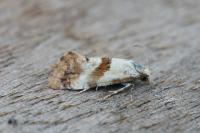 Neocochylis molliculana