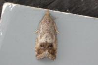 Cydia splendana