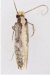 Monopis crocicapitella