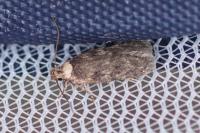 Depressaria marcella