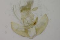 Depressaria marcella