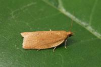 Clepsis consimilana