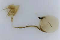 Clepsis consimilana