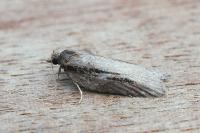 Acleris hastiana