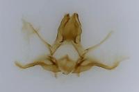Acleris hastiana