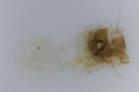 Celypha cespitana