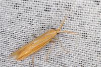 Coleophora helianthemella