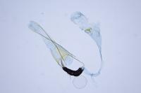 Coleophora helianthemella