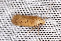 Bryotropha terrella
