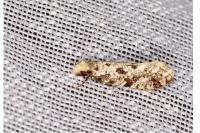 Nemapogon inconditellus