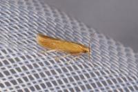 Tischeria dodonaea