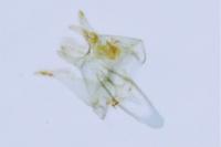Tischeria dodonaea