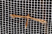 Amblyptilia acanthadactyla