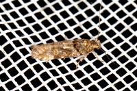 Teleiopsis diffinis