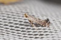 Parornix torquillella