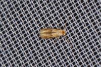 Bucculatrix ulmella