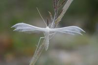 Pterophorus pentadactylus