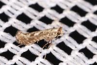 Parornix betulae