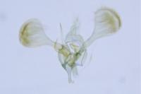 Parornix betulae