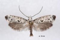 Yponomeuta plumbella