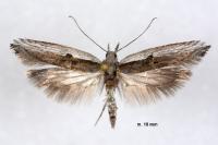 Ypsolopha divisella