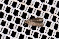 Monochroa rumicetella