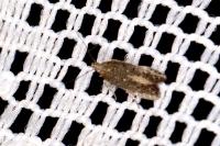 Monochroa rumicetella