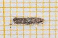 Monochroa rumicetella