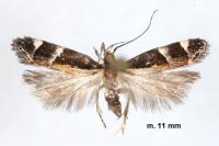 Helcystogramma lamprostoma
