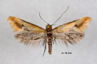 Batia lambdella