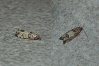 Spilonota ocellana