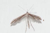 Emmelina monodactyla