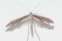 Emmelina monodactyla