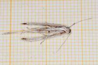 Emmelina monodactyla